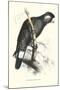 Baudine's Cockatoo - Calyptorhynchus, Funereus Baudini-Edward Lear-Mounted Art Print