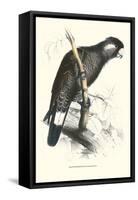 Baudine's Cockatoo - Calyptorhynchus, Funereus Baudini-Edward Lear-Framed Stretched Canvas