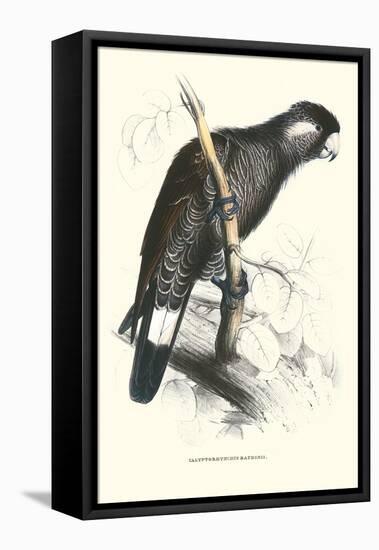 Baudine's Cockatoo - Calyptorhynchus, Funereus Baudini-Edward Lear-Framed Stretched Canvas