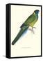 Bauer's Parakeet - Bauer Barnardius Donzarius-Edward Lear-Framed Stretched Canvas