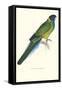 Bauer's Parakeet - Bauer Barnardius Donzarius-Edward Lear-Framed Stretched Canvas