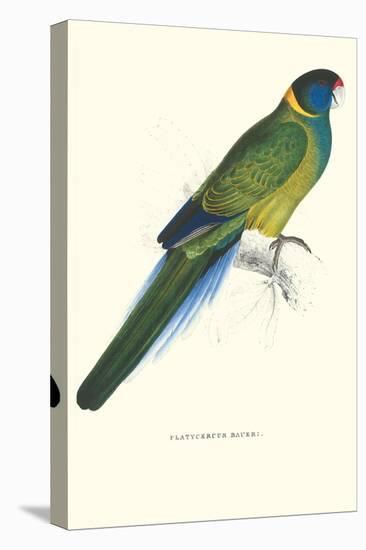 Bauer's Parakeet - Bauer Barnardius Donzarius-Edward Lear-Stretched Canvas