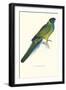 Bauer's Parakeet - Bauer Barnardius Donzarius-Edward Lear-Framed Art Print