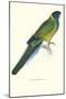 Bauer's Parakeet - Bauer Barnardius Donzarius-Edward Lear-Mounted Art Print