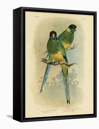 Bauer's Parakeet or Port Lincoln Lory, 1891-Gracius Broinowski-Framed Stretched Canvas