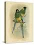 Bauer's Parakeet or Port Lincoln Lory, 1891-Gracius Broinowski-Stretched Canvas