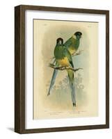 Bauer's Parakeet or Port Lincoln Lory, 1891-Gracius Broinowski-Framed Giclee Print