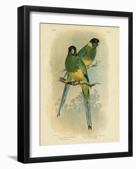 Bauer's Parakeet or Port Lincoln Lory, 1891-Gracius Broinowski-Framed Giclee Print