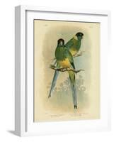 Bauer's Parakeet or Port Lincoln Lory, 1891-Gracius Broinowski-Framed Giclee Print