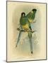 Bauer's Parakeet or Port Lincoln Lory, 1891-Gracius Broinowski-Mounted Giclee Print