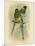 Bauer's Parakeet or Port Lincoln Lory, 1891-Gracius Broinowski-Mounted Giclee Print