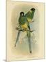 Bauer's Parakeet or Port Lincoln Lory, 1891-Gracius Broinowski-Mounted Giclee Print