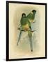 Bauer's Parakeet or Port Lincoln Lory, 1891-Gracius Broinowski-Framed Giclee Print