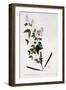 Bauhinia, C.1745-Georg Dionysius Ehret-Framed Giclee Print