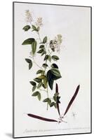 Bauhinia, C.1745-Georg Dionysius Ehret-Mounted Giclee Print