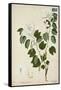 Bauhinia Tomenlosa Linn, 1800-10-null-Framed Stretched Canvas