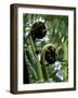 Baumfarn, Blattsprosse, Natur, Vegetation, Farn, Farne, Spross-Thonig-Framed Photographic Print