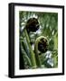 Baumfarn, Blattsprosse, Natur, Vegetation, Farn, Farne, Spross-Thonig-Framed Photographic Print