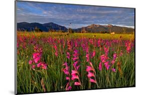 Bavarian Alpine Foothills-Bernd Rommelt-Mounted Photographic Print