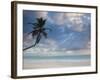 Bavaro Beach Palms at Dawn, Bavaro, Punta Cana Region, Dominican Republic-Walter Bibikow-Framed Photographic Print