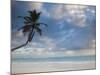 Bavaro Beach Palms at Dawn, Bavaro, Punta Cana Region, Dominican Republic-Walter Bibikow-Mounted Photographic Print