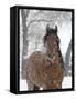 Bay Andalusian Stallion Portrait with Falling Snow, Longmont, Colorado, USA-Carol Walker-Framed Stretched Canvas