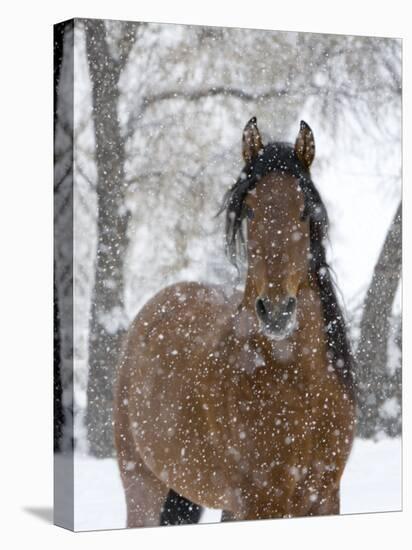 Bay Andalusian Stallion Portrait with Falling Snow, Longmont, Colorado, USA-Carol Walker-Stretched Canvas