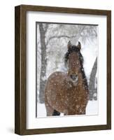 Bay Andalusian Stallion Portrait with Falling Snow, Longmont, Colorado, USA-Carol Walker-Framed Premium Photographic Print