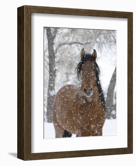 Bay Andalusian Stallion Portrait with Falling Snow, Longmont, Colorado, USA-Carol Walker-Framed Premium Photographic Print