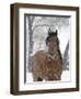 Bay Andalusian Stallion Portrait with Falling Snow, Longmont, Colorado, USA-Carol Walker-Framed Premium Photographic Print