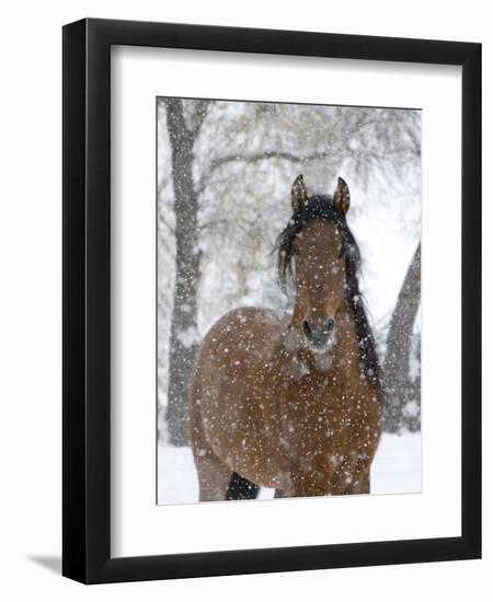 Bay Andalusian Stallion Portrait with Falling Snow, Longmont, Colorado, USA-Carol Walker-Framed Premium Photographic Print