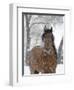 Bay Andalusian Stallion Portrait with Falling Snow, Longmont, Colorado, USA-Carol Walker-Framed Premium Photographic Print