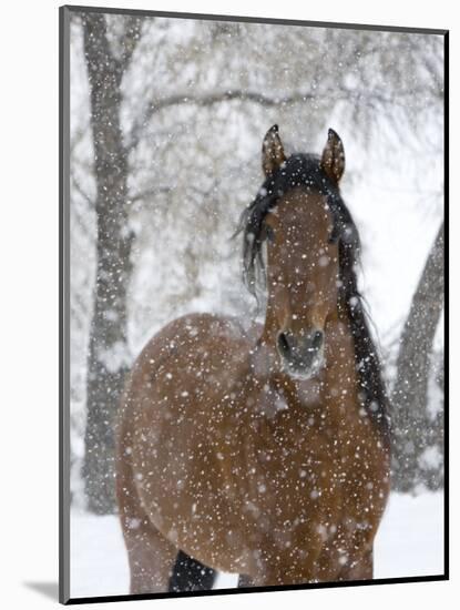 Bay Andalusian Stallion Portrait with Falling Snow, Longmont, Colorado, USA-Carol Walker-Mounted Premium Photographic Print