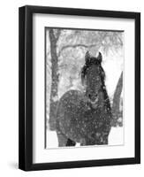 Bay Andalusian Stallion Portrait with Falling Snow, Longmont, Colorado, USA-Carol Walker-Framed Premium Photographic Print