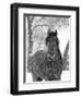 Bay Andalusian Stallion Portrait with Falling Snow, Longmont, Colorado, USA-Carol Walker-Framed Premium Photographic Print