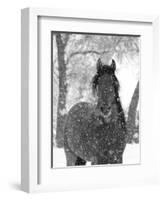 Bay Andalusian Stallion Portrait with Falling Snow, Longmont, Colorado, USA-Carol Walker-Framed Premium Photographic Print