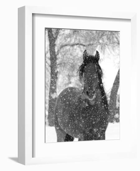 Bay Andalusian Stallion Portrait with Falling Snow, Longmont, Colorado, USA-Carol Walker-Framed Premium Photographic Print