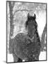 Bay Andalusian Stallion Portrait with Falling Snow, Longmont, Colorado, USA-Carol Walker-Mounted Premium Photographic Print