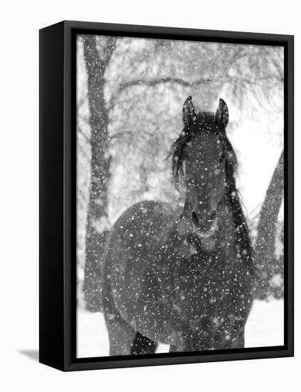Bay Andalusian Stallion Portrait with Falling Snow, Longmont, Colorado, USA-Carol Walker-Framed Stretched Canvas