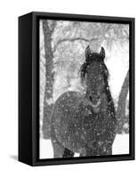 Bay Andalusian Stallion Portrait with Falling Snow, Longmont, Colorado, USA-Carol Walker-Framed Stretched Canvas