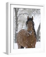 Bay Andalusian Stallion Portrait with Falling Snow, Longmont, Colorado, USA-Carol Walker-Framed Photographic Print