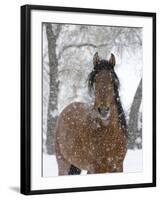 Bay Andalusian Stallion Portrait with Falling Snow, Longmont, Colorado, USA-Carol Walker-Framed Photographic Print