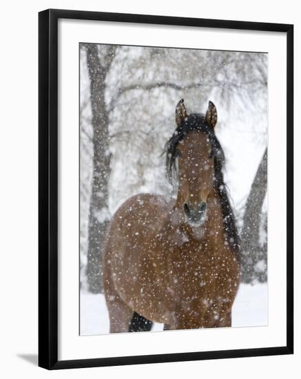 Bay Andalusian Stallion Portrait with Falling Snow, Longmont, Colorado, USA-Carol Walker-Framed Photographic Print