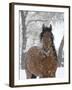 Bay Andalusian Stallion Portrait with Falling Snow, Longmont, Colorado, USA-Carol Walker-Framed Photographic Print