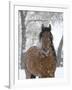 Bay Andalusian Stallion Portrait with Falling Snow, Longmont, Colorado, USA-Carol Walker-Framed Photographic Print