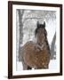 Bay Andalusian Stallion Portrait with Falling Snow, Longmont, Colorado, USA-Carol Walker-Framed Photographic Print