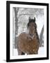 Bay Andalusian Stallion Portrait with Falling Snow, Longmont, Colorado, USA-Carol Walker-Framed Photographic Print