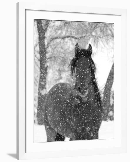 Bay Andalusian Stallion Portrait with Falling Snow, Longmont, Colorado, USA-Carol Walker-Framed Photographic Print