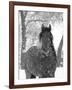 Bay Andalusian Stallion Portrait with Falling Snow, Longmont, Colorado, USA-Carol Walker-Framed Photographic Print