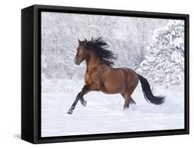 Bay Andalusian Stallion Running in the Snow, Berthoud, Colorado, USA-Carol Walker-Framed Stretched Canvas